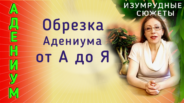 Обрезка Адениума.   На Что Обратить Внимание?