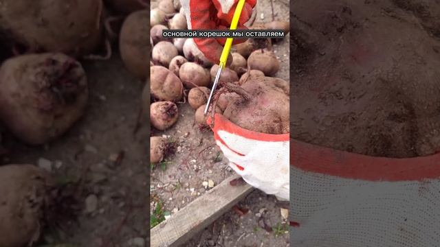 КАК СОХРАНИТЬ СВЁКЛУ НА ЗИМУ #каксохранитьсвеклу #лайфхак #свекла #полезныесоветы #заготовканазиму