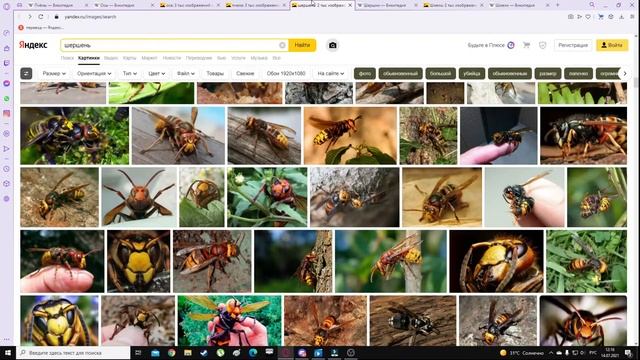 ЧЕМ ОТЛИЧАЮТСЯ ПЧЁЛЫ ОТ ОС? ОБЗОР