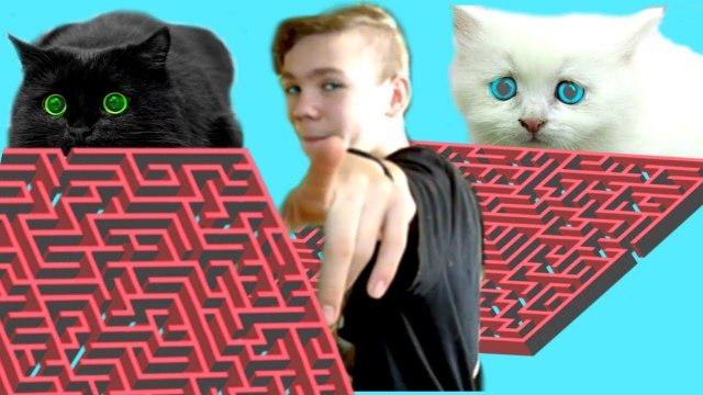 ЧЕЛЛЕНДЖ! Кошки ЗАСТРЯЛИ в ГИГАНТСКОМ ЛАБИРИНТЕ!!!