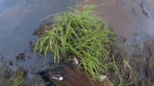 КАК ЗАБРАСЫВАТЬ КАСТИНГОВУЮ СЕТЬ. Техника заброса кастинговой сети. Кастинговая сеть с кольцом.