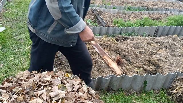 Как вырастить крупный чеснок посадив его под зиму