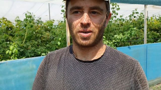 Супер земляника - Свит Энн (Sweet Ann).Перспективный сорт ремонтантной земляники.  Небольшой обзор.