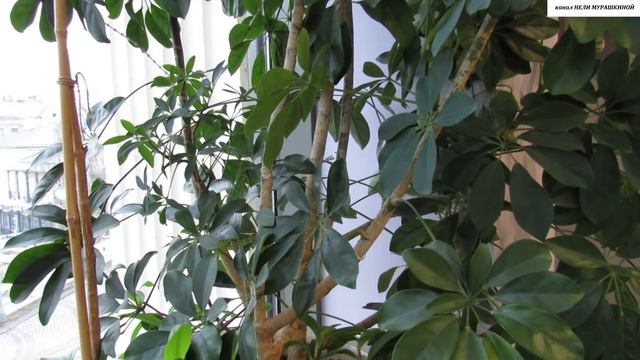 Красавица ШЕФЛЕРА. Всё об уходе и размножении.