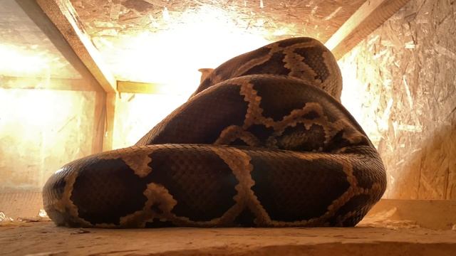 Питон ест кролика слабонервным не смотреть