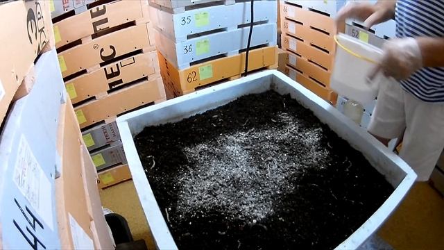 Дендробена. Кормление отрубями в стадии ферментации.