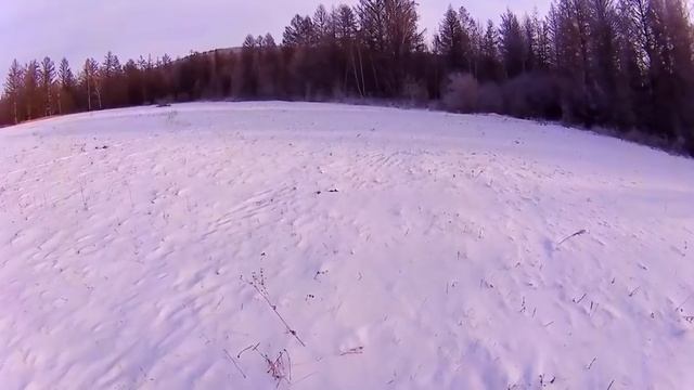 Загонная охота на Сибирскую Косулю.