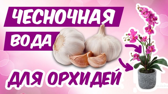 ЧЕСНОЧНАЯ ВОДА ДЛЯ ОРХИДЕЙ - рецепт приготовления | Как я делаю чесночную воду для орхидей