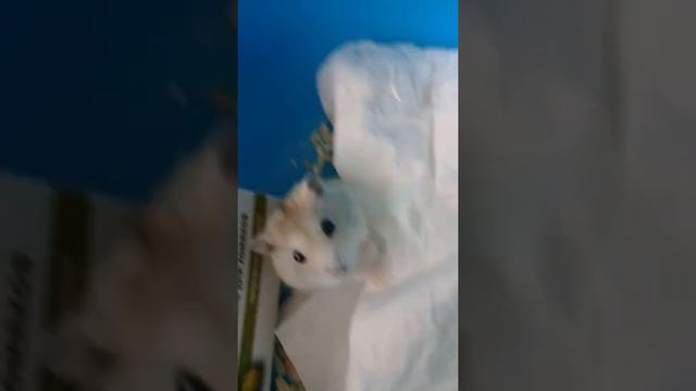 Зоопарк в моем доме.