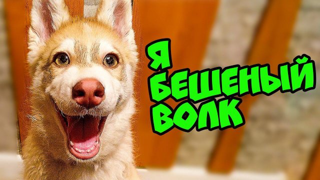 Я БЕШЕНЫЙ ВОЛК! Хаски Бублик. Говорящая собака