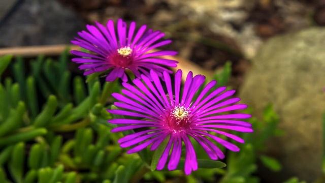 Гипнотическая медитация "Самооценка". Автор Елизавета Че.