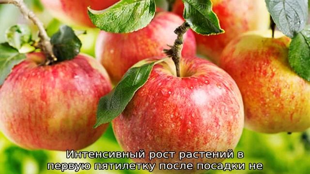 Яблоня Первоуральская