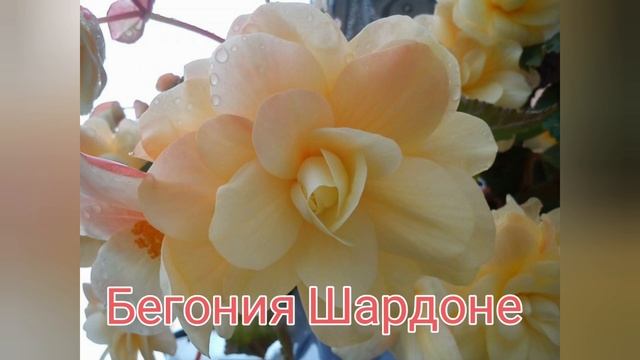 Ампельная бегония беллекония, . Почему бегония не цветет, . Секреты выращивания ампельной бегонии