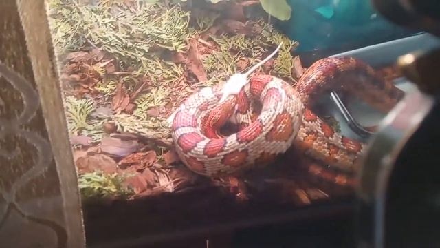 Змея ест живую мышь