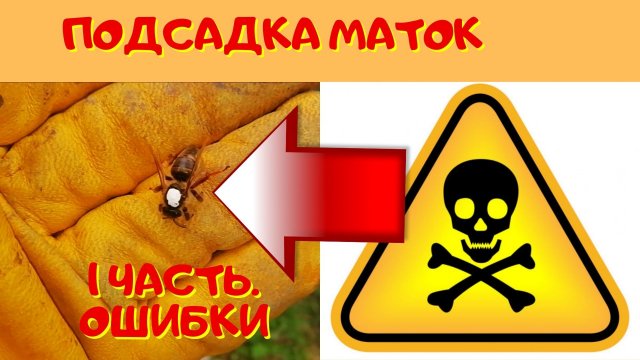 Подсадка маток в безрасплодный отводок 1 часть. - Ошибки при подсадке матки.