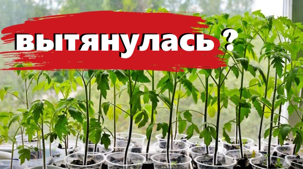 Что делать чтобы рассада не вытягивалась