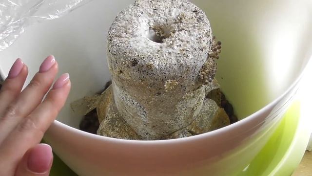 Как вырастить много опят в домашних условиях. Опенок тополиный