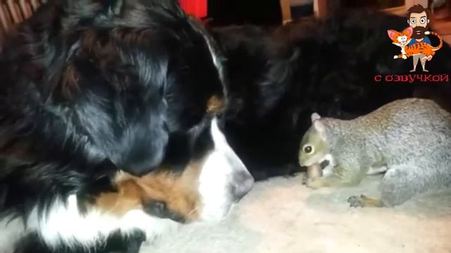 Приколы с котами! Смешные животные С ОЗВУЧКОЙ! Смешные Видео про Кошек и Собак!