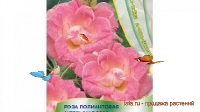 Роза обыкновенная Ангельская роза (angelskaya roza) ? обзор: как сажать, семена розы Ангельская роз