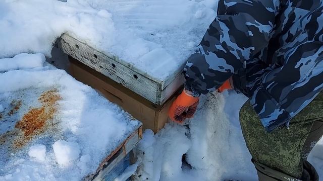 Пчелы погибают... Кошмары зимовки пчёл под снегом /сибирский пчелоблог Дмитрия Романова