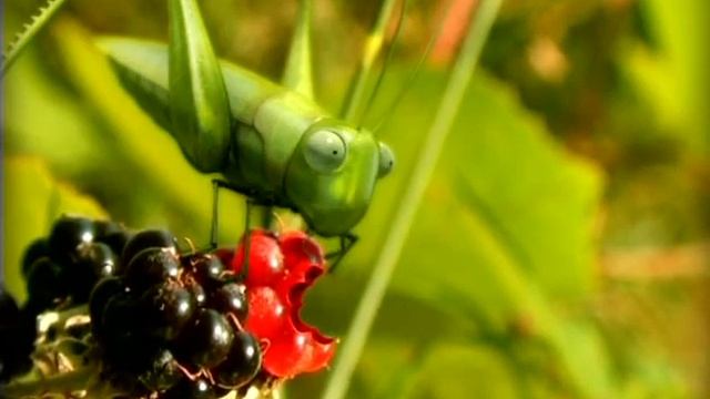 Насекомые Кузнечик  Икота