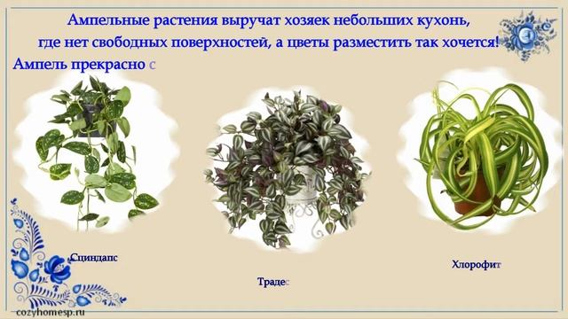 Комнатные растения для кухни
