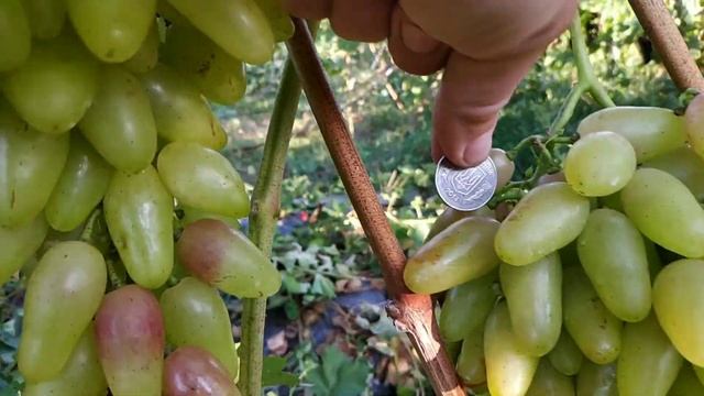 Виноград ЭЛЬБРУС  и БЕЛОЕ ОБЛАКО 2021г