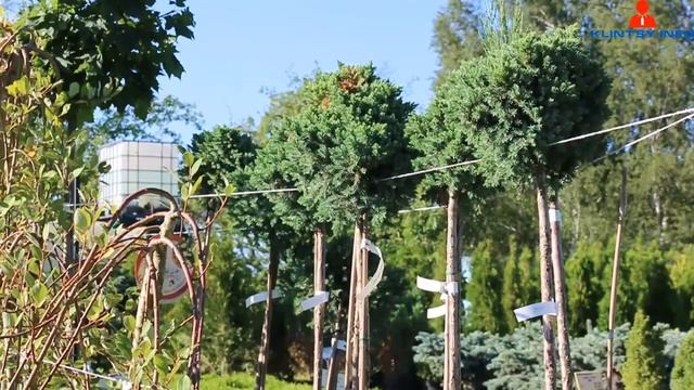 Приглашаем в садовый центр «Зеленый сад»! (г. Клинцы)