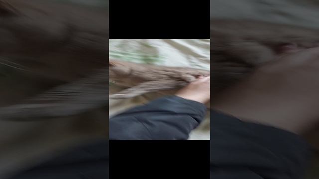 1690934640575.mp4