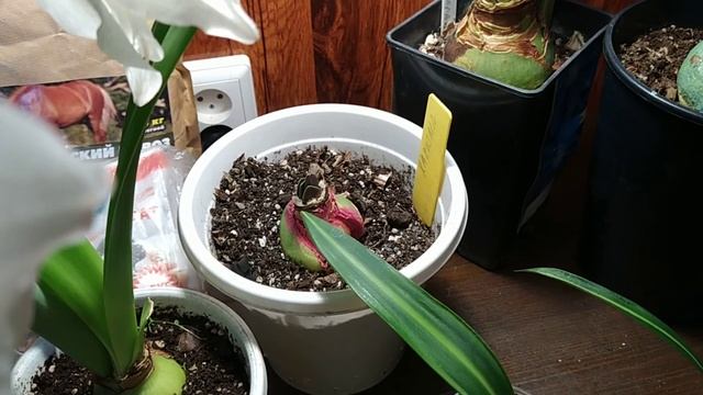 Гиппеаструмы-. В какие горшочки сажаем. Чем и как лечим. Мифы и реальность.