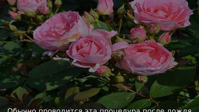 Роза Прейри Джой