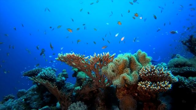 Топ 5 отелей Шарме эль Шейха с шикарным коралловым рифом