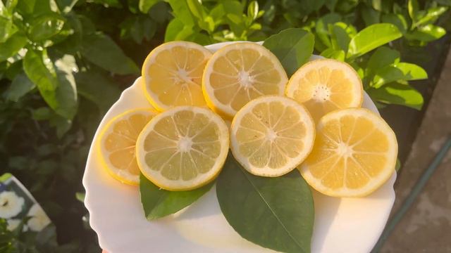 Лимон "Борнео" 🍋 C. limon "Borneo" 🍋