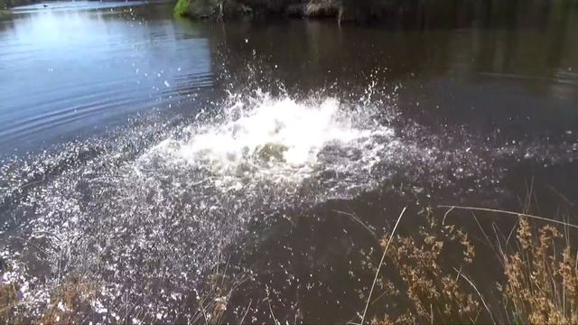 How To Tame a Wild Animal