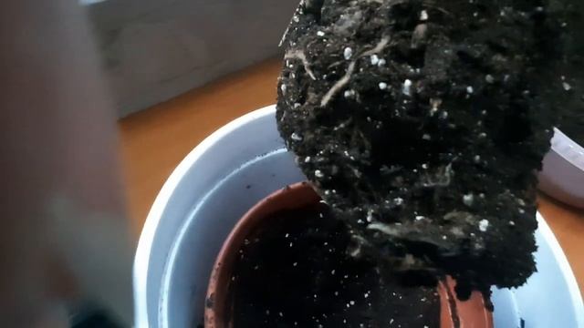 Стрелиция. Пересадка.