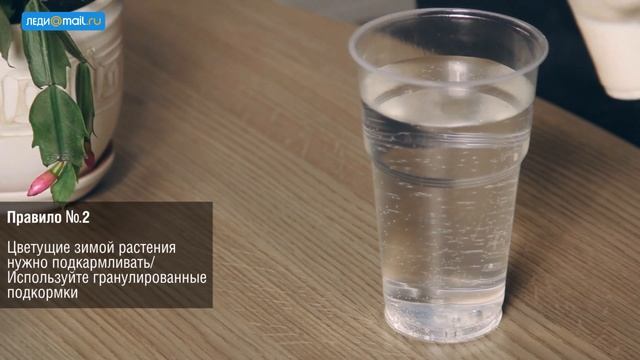 Как ухаживать за домашними растениями зимой: простые правила