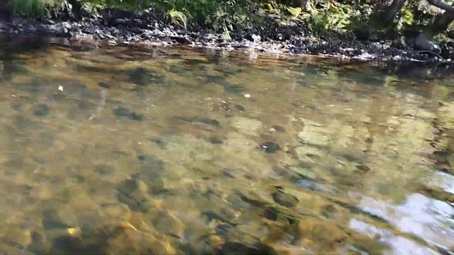 Самая лучшая осенняя рыбалка на горной реке в Хабаровском крае