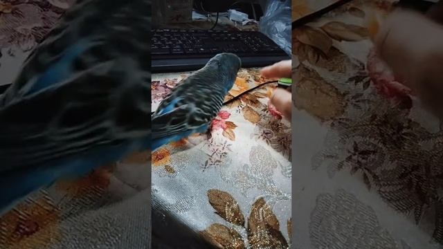 keşa???????