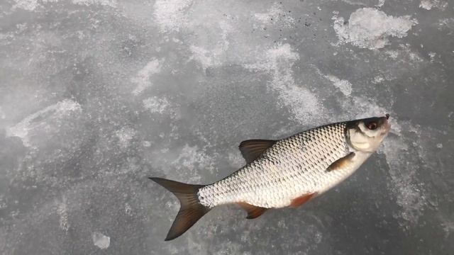 Плотва на безмотылку! Мастер класс от Николая Гунченко! Мормышка уралка!