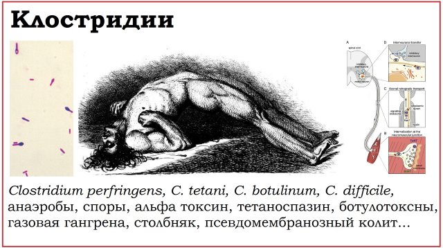 23. Клинически значимые бактерии рода Clostridium
