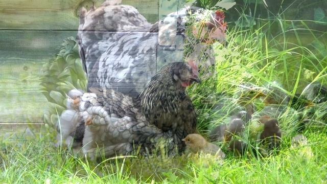 Наседка и цыплята ? Кудахчет курица-наседка, пищат цыплята