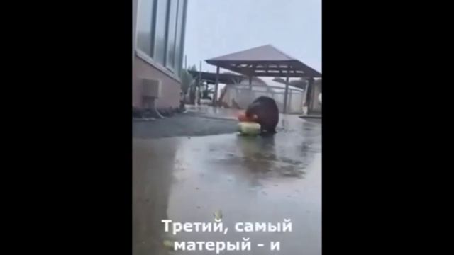 Из жизни животных