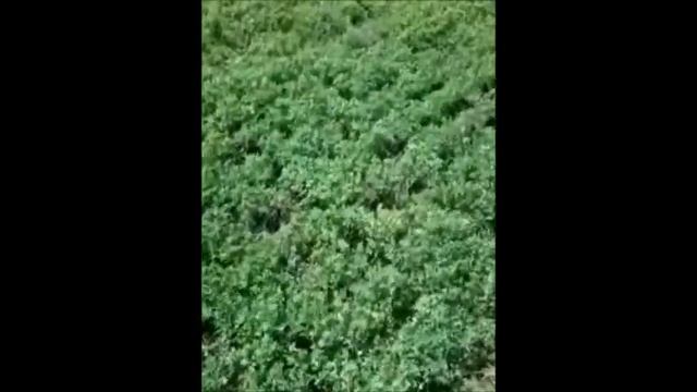 Как легко увеличить урожайность люцерны? Советы по посеву