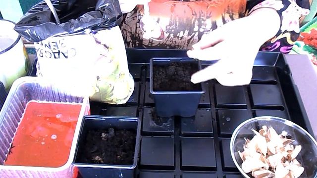 Цветок Фрезия Посадка луковиц