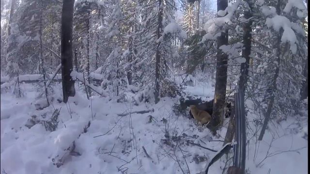 Охота на лося с лайками.