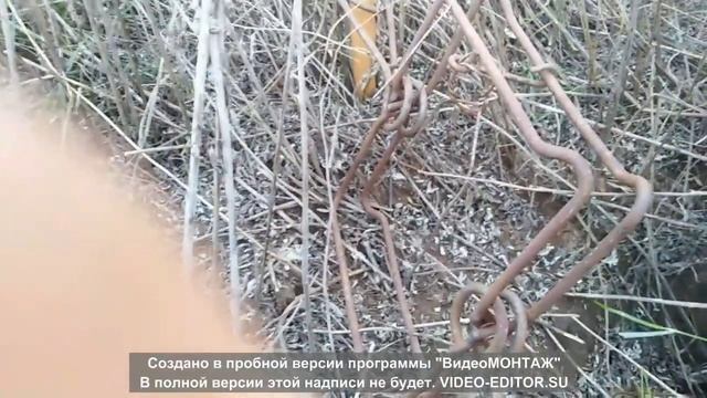 Охота на барсука капканами, добыча 2021г.