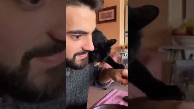 Ловкость лап