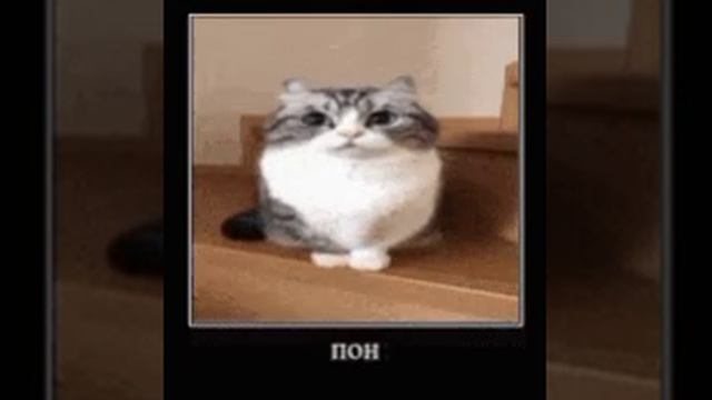 пон