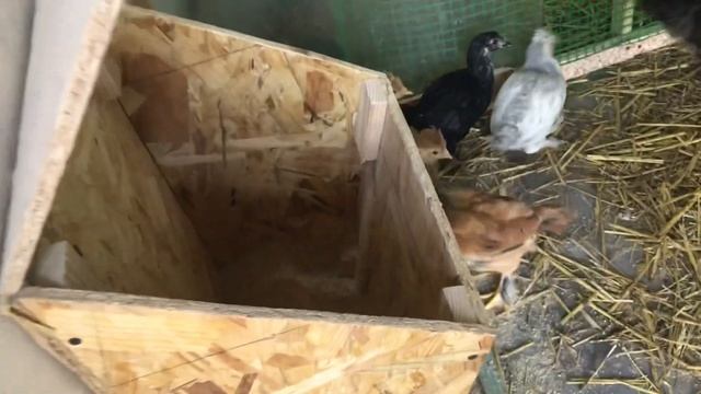 Когда нужно отсадить курицу от цыплят
