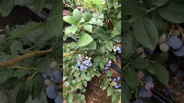 Голубика сорт ЭЛИЗАБЕТ, вызревает или нет?